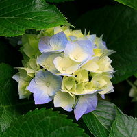 hortensia kukka