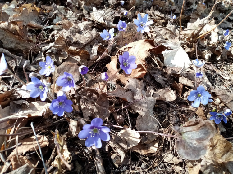 sinivuokkoja varhain keväällä
